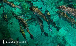 Colombia
