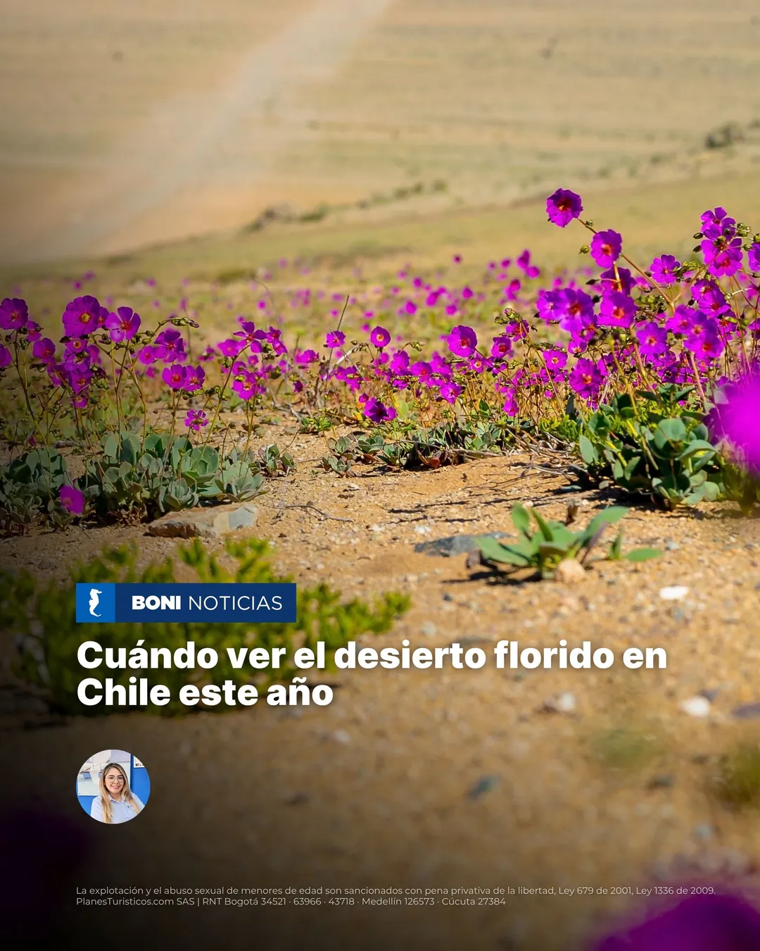 Flores moradas brotando en el desierto de Atacama