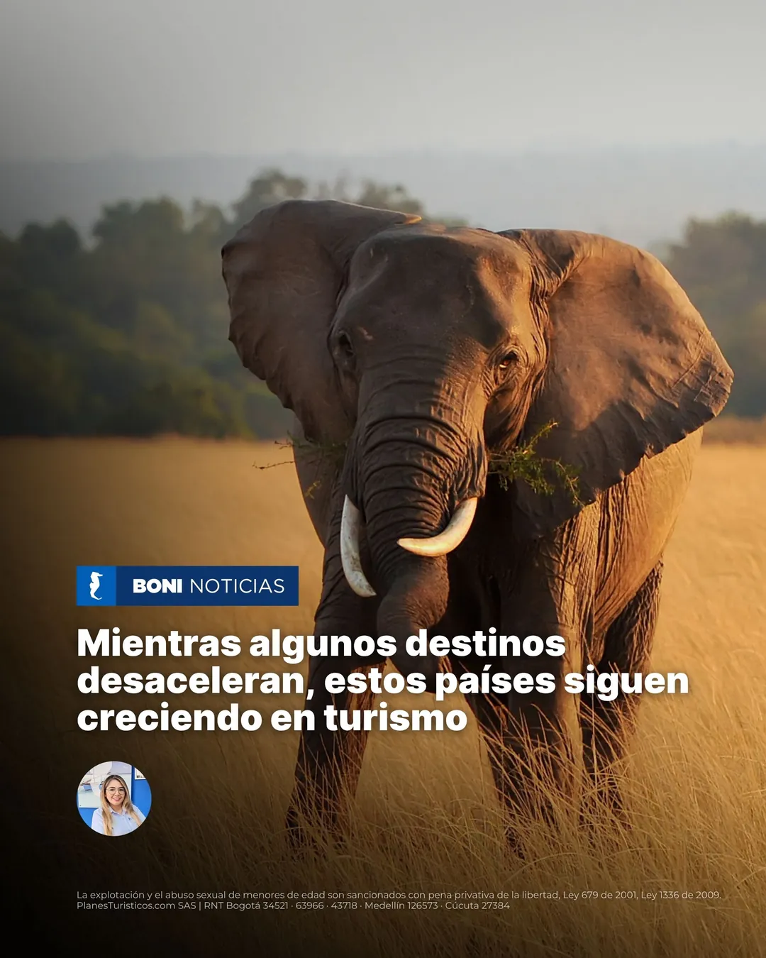 Elefante caminando en la sabana al atardecer