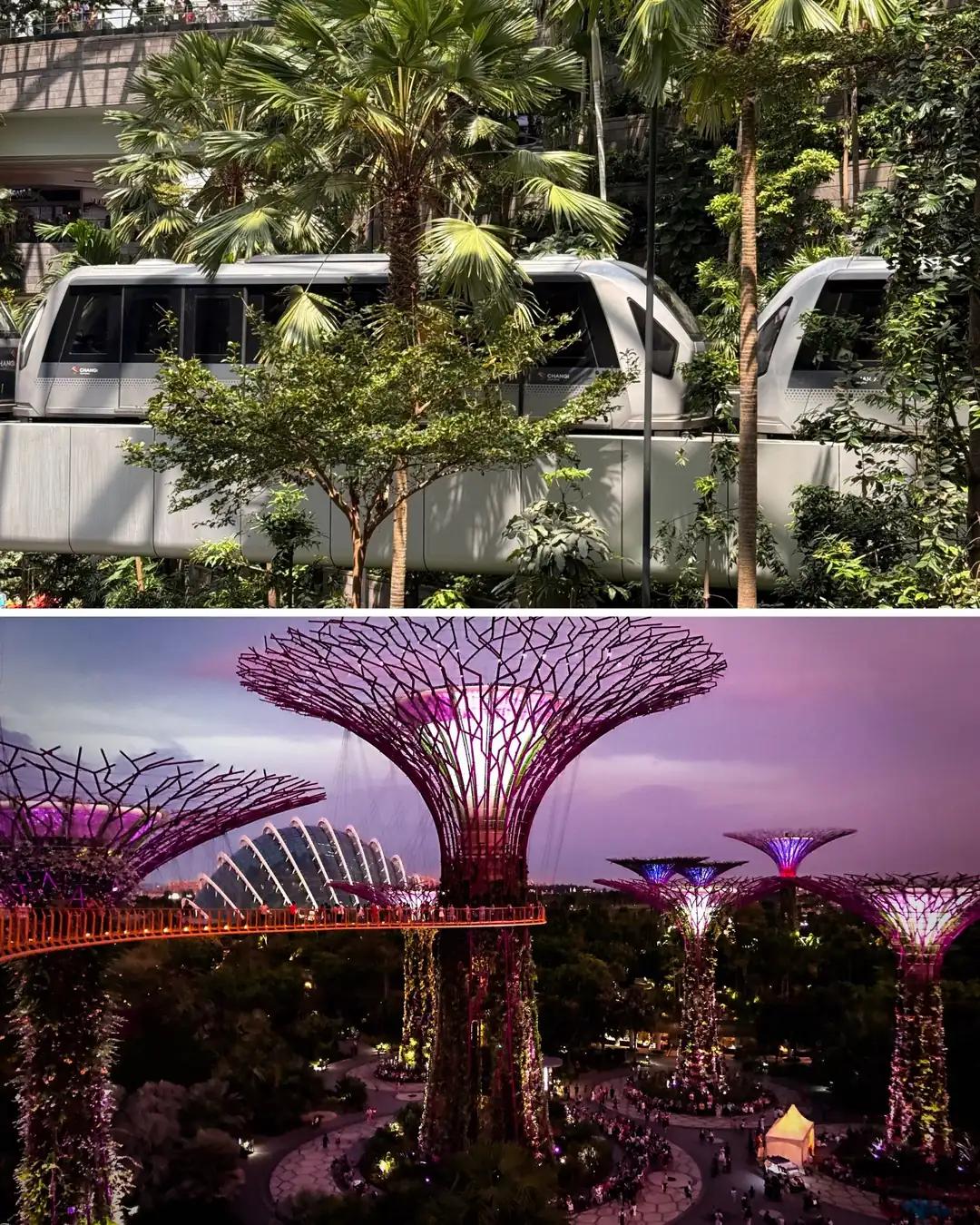 Tren interno entre palmeras y jardines de Singapur al anochecer