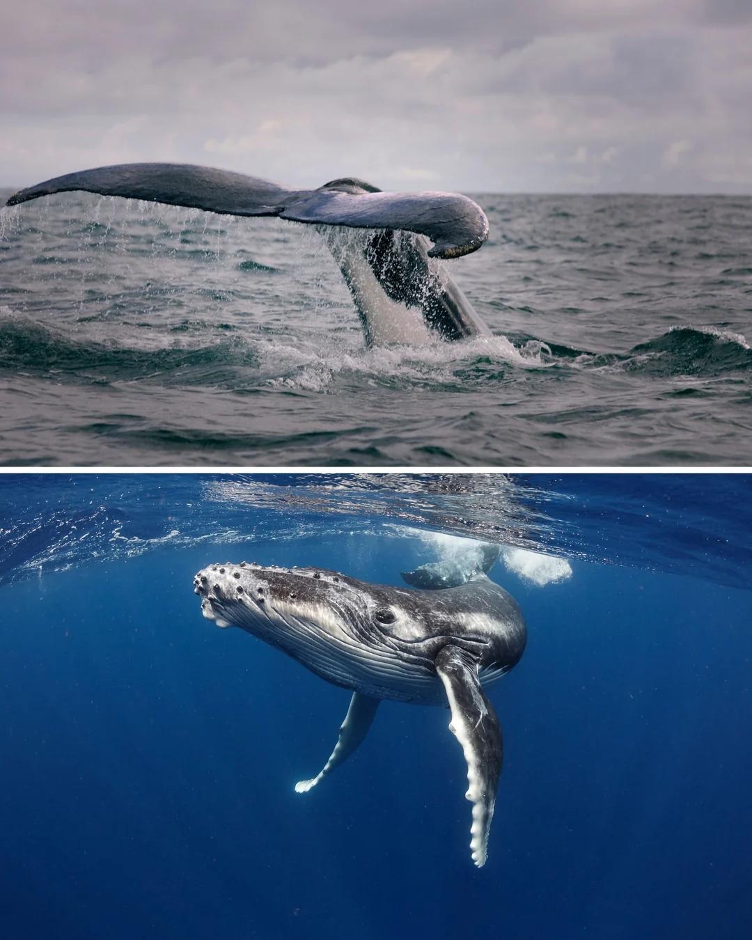 Ballenas jorobadas en el Pacífico colombiano